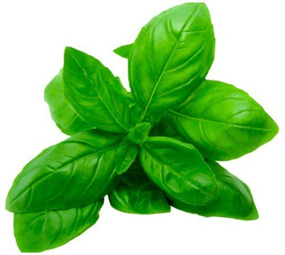 Quentova BASIL - ITALIAN-VXL Seed(200 per packet)