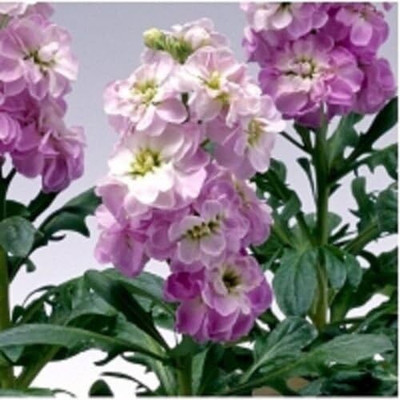 LPR STOCK Seed(15 per packet)