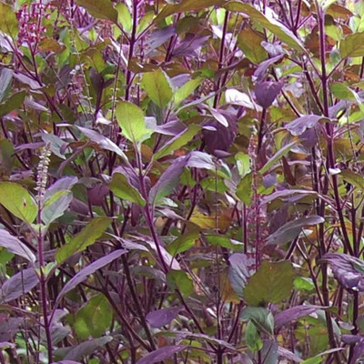 SUNWAN Krishna Tulsi Basil Shyama Tulsi Red Holy Basil (Ocimum sanctum) Seed(100 per packet)