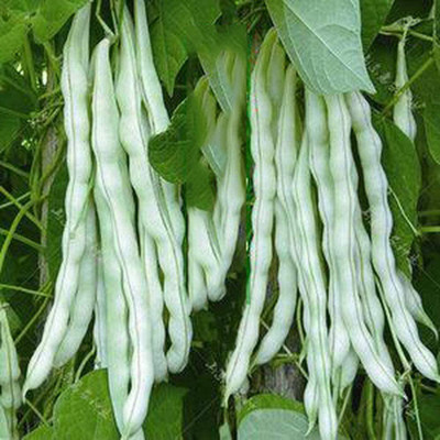 CYBEXIS White String Bean Seeds Green Annual Heirloom800 Seeds Seed(800 per packet)