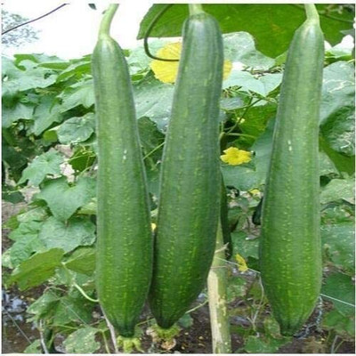 Aywal Sponge gourd (courge torchon) Seed(20 per packet)
