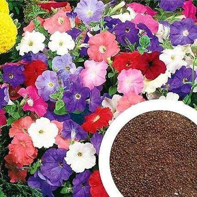 SEMINA VITA live petunia star flower seed Seed(140 per packet)