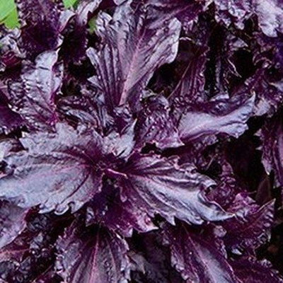 VibeX ® RXI-10 Dark Purple Frilly Basil Seeds Seed(1000 per packet)