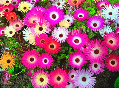XOLDA Exotic daisy mix Seed(31 per packet)