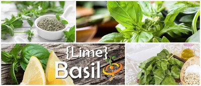 VibeX ® VLR-29 Lime Basil Seeds Seed(1000 per packet)
