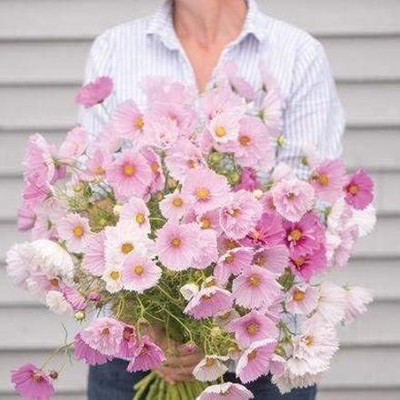 CYBEXIS VXI-70 - Mix Cosmos (Cosmos bipinnatus) - (30 Seeds) Seed(30 per packet)