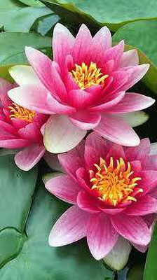 CARIBBEAN LOTUS SEEDS Seed(13 per packet)