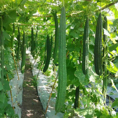 CYBEXIS Non GMO Easy to Plant Rigid Gourd800 Seeds Seed(800 per packet)