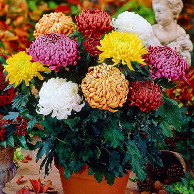 BDSresolve Chrysanthemum mix flower seeds/Chrysanthemum seeds 53 Seed(53 per packet)
