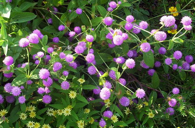 STARKC Amaranth, globe amaranth (Gomphrena) Seed(80 per packet)