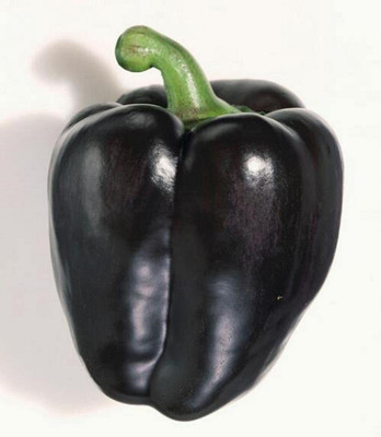 WILLVINE XLR-623 IMPORTED CAPSICUM Black Seed(200 per packet)