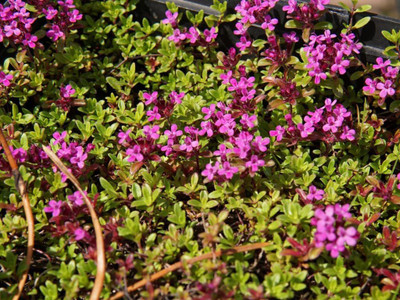 CYBEXIS TLX-92 - Creeping Thyme (Thymus serpyllum) - (1350 Seeds) Seed(1350 per packet)