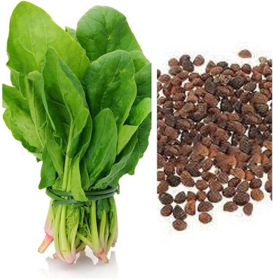 Aywal Malabar Spinach / Palak Seed(250 per packet)