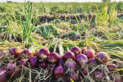 AMAJIT Onion Hybrid seeds, Pyaaj Beej, Red Onion 70 Seed(70 per packet)