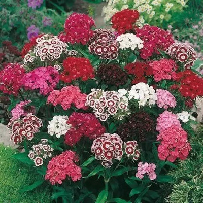 Aro Sweet willami Seed(10 per packet)