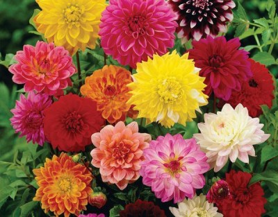 CYBEXIS DAHLIA BAMBINO DWARF MIXED SEEDS400 Seeds Seed(400 per packet)