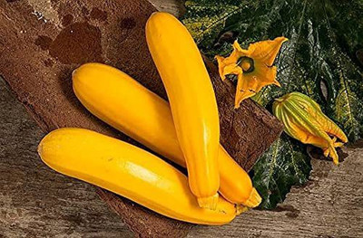 VibeX ® LXI-640 Yellow Long Zucchini Summer Squash Seed(100 per packet)