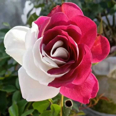 seedargo whit and rose Rare rose Earthwill rose seed Seed(35 per packet)