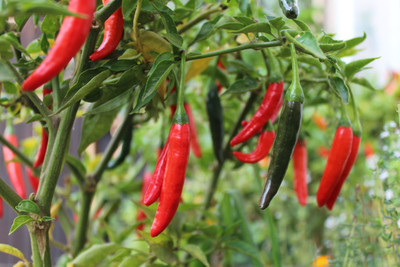 GREENSEA Hybrid Teekha Mirchi, Bullet Chilli Seed(61 per packet)