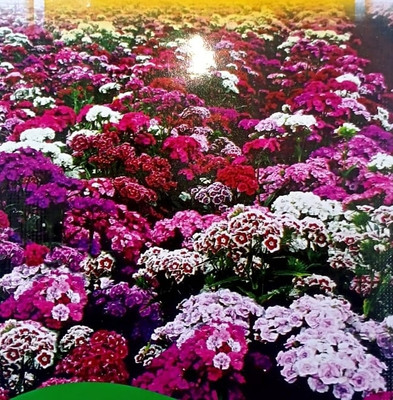 KRASHAK Sweet william flower seeds, Winter flower seeds Seed(2 per packet)