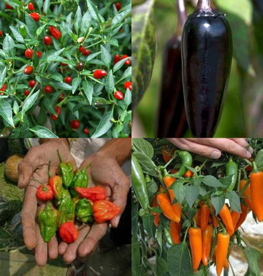 ibains Long chilli seeds bij 84 Seed(84 per packet)