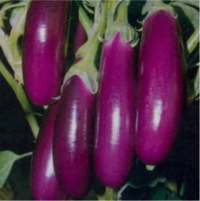 the green dotcom LONG BRINJAL (290 Seeds) Seed(100 per packet)