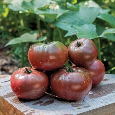 Qualtivate PUA-4A Hybrid Purple Boy Tomato Seed(300 per packet)