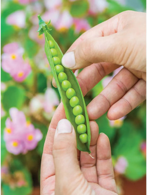 Fnine Organic Green Peas Seed(250 per packet)
