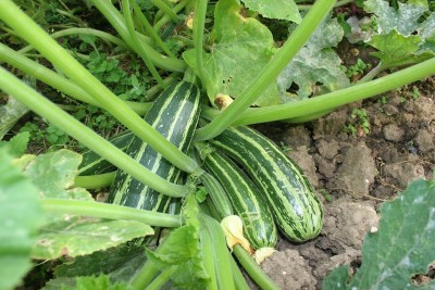 Qualtivate PUAS-9A Zucchini Gren Tiger Heirloom Seed(30 per packet)