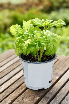 Qualtivate LX-83 Basil,Lettuce Leaf seeds Seed(1000 per packet)