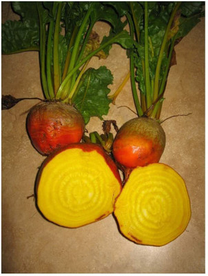 CYBEXIS Beetroot - Golden - Finest Seeds - Organic2000 Seeds Seed(2000 per packet)