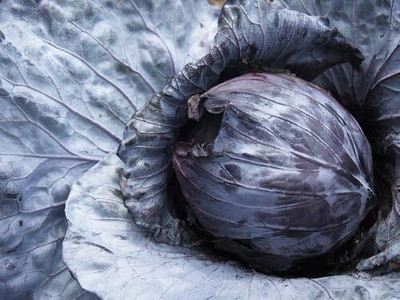 WILLVINE MEH -I Cabbage Seeds- Mammoth Red Rock [50g] Seed(15000 per packet)