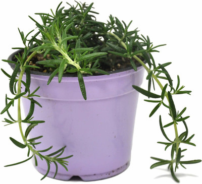 CYBEXIS KGF -71 - Non-GMO Rosemary - (2250 Seeds) Seed(2250 per packet)