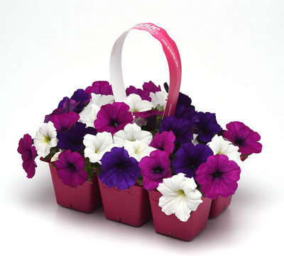 CYBEXIS VVI-38 - Easy Wave Petunia Flower - (180 Seeds) Seed(180 per packet)