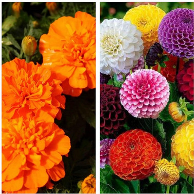 LPR MIX COMBO, FLOWER COMBOO Seed(35 per packet)