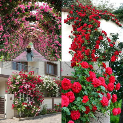 ibains Elegant Climbing Rose Flower Seed no of seeds 40 Seed(40 per packet)