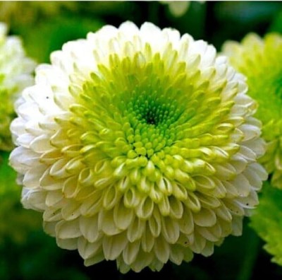 BDSresolve Chrysanthemum flower seeds green PACK OF 14 Seed(14 per packet)