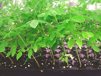 VibeX ® XLR-53 Wingless Moringa Seeds Drumstick Seeds Seed(100 per packet)