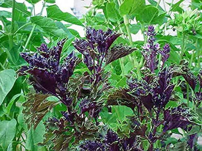 VibeX ® VMR-21 Dark Purple Frilly Basil Seeds Seed(1000 per packet)