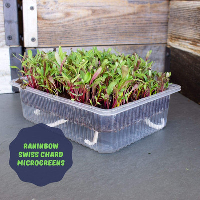 KNESSiN VIII-32 Swiss Chard Seed(200 per packet)
