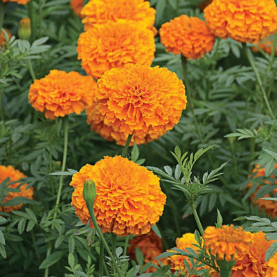 MOONQULTY Orange Merigold Flower Plant Seed(95 per packet)