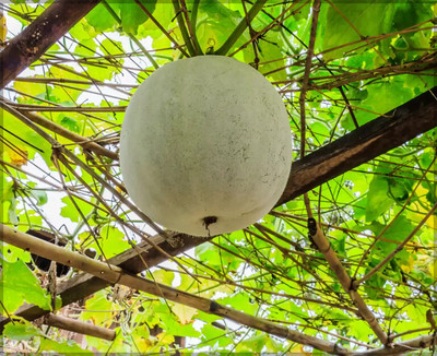 Cloud Farm Ash Gourd/Chalkumra/White Gourd/Peta/Wax Gourd Seed for home Garden Seed(65 per packet)