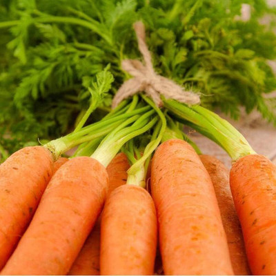 KNESSiN Carrot Seed(300 per packet)