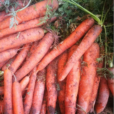 CYBEXIS Non-GMO Heirloom Carrot Seeds 1000 Seeds Seed(1000 per packet)