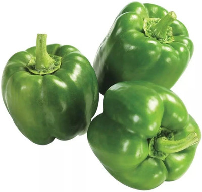 Quentova Capsicum Green/Bell Pepper-4M-VXL Seed(100 per packet)