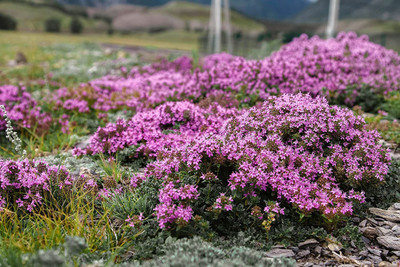 CYBEXIS XLL-1 - Mix Creeping Thyme - (450 Seeds) Seed(450 per packet)