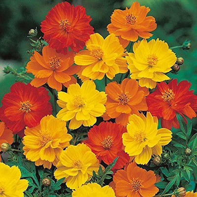 KANAYA Cosmos Mix Flower Seed(40 per packet)