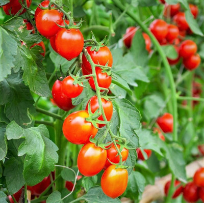 Seedsqlty Tomato vegetable seeds, high germination (100 seeds) Seed(100 per packet)