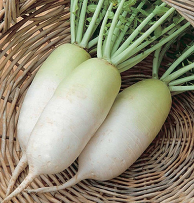 WILLVINE LX-84 Daikon Radish -Summit F1 Hybrid Seed(500 per packet)