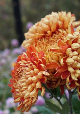 Quentova HEATHER JAMES CHRYSANTHEMUM-2A-NST Seed(75 per packet)